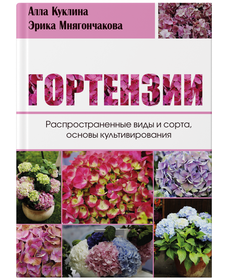 Гортензии - Распространенные виды и сорта, основы культивирования